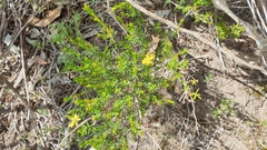 Hibbertia devitata