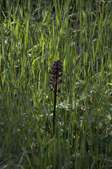 Orchis purpurea
