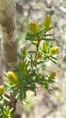 Hibbertia devitata