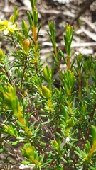 Hibbertia devitata