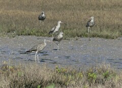 Numenius madagascariensis