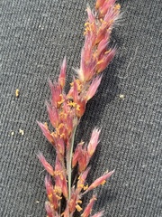 Melinis repens