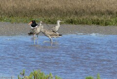 Numenius madagascariensis