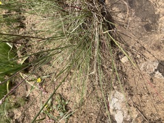 Melinis repens