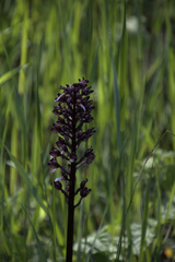 Orchis purpurea