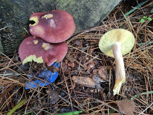 Tricholomopsis rutilans — (c) Rodolfo Orlandi, some rights reserved (CC BY)