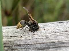 Brachygastra lecheguana