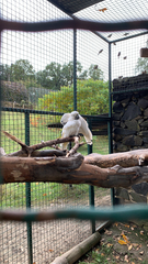 Cacatua alba