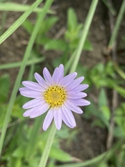 Afroaster hispidus