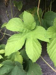 Humulus