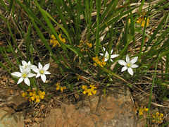 Ornithogalum