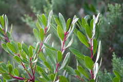 Arbutus