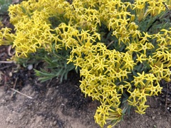 Lasiosiphon capitatus