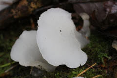 Pseudohydnum gelatinosum