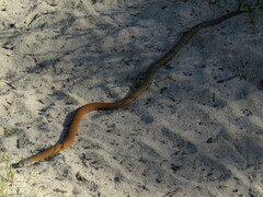 Pygopus lepidopodus