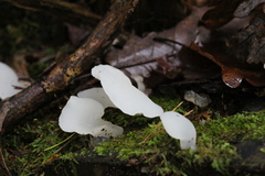 Pseudohydnum gelatinosum