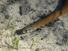 Pygopus lepidopodus