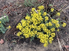 Lasiosiphon capitatus