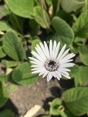 Gerbera