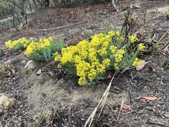 Lasiosiphon capitatus