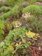 Pelargonium lobatum