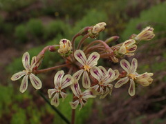 Pelargonium lobatum