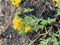 Lasiosiphon capitatus