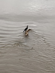 Nannopterum brasilianum