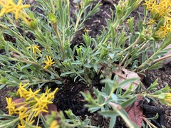 Lasiosiphon capitatus