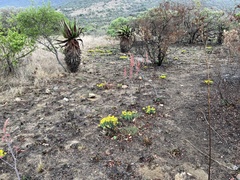 Lasiosiphon capitatus