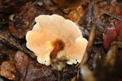 Hygrophoropsis