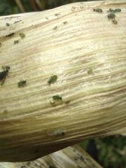 Rhopalosiphina