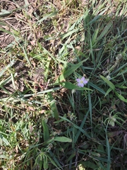 Spergularia rubra