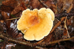 Hygrophoropsis