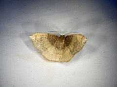 Astygisa chlororphnodes