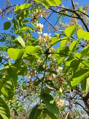 Xeroderris stuhlmannii