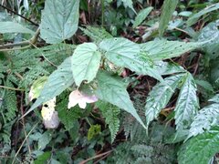 Begonia × buimontana