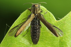 Agrilus angustulus