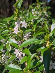 Myoporum petiolatum