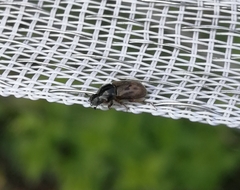 Chilothorax distinctus