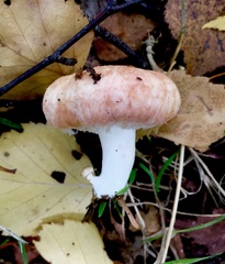 Lactarius torminosus