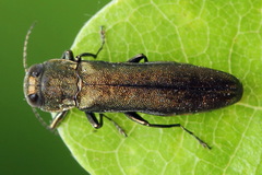 Agrilus angustulus