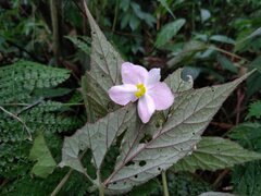 Begonia × buimontana