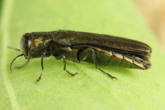 Agrilus angustulus