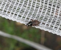 Chilothorax distinctus