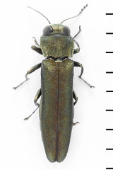 Agrilus angustulus