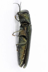 Agrilus angustulus
