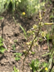 Drimia elata