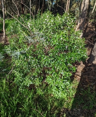 Myoporum petiolatum