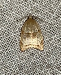 Coelostathma discopunctana